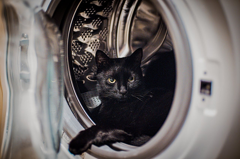 black cat relaxing inside washing machine