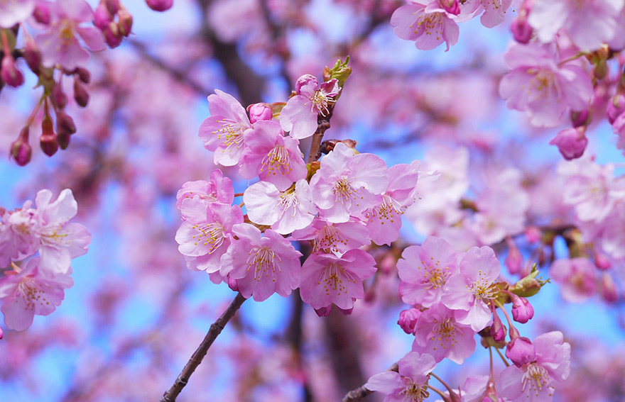 sakura cherry blossom
