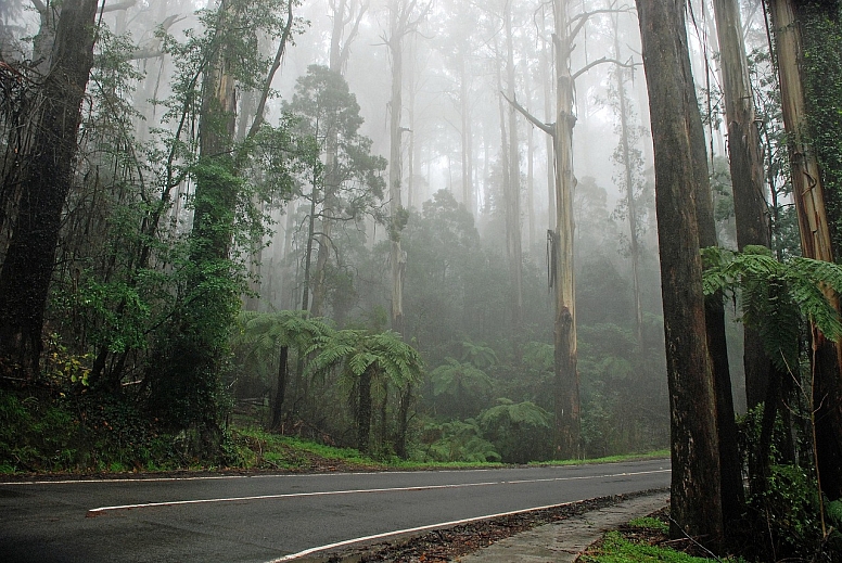 fog dandenong