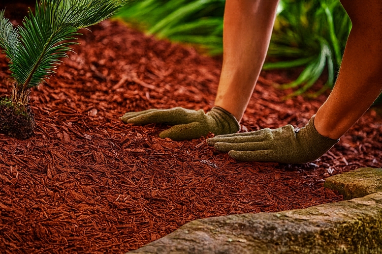 gardener mulching a young sago palm