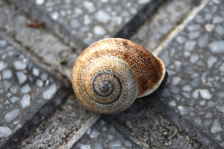 the environmental impact of hardscaping materials