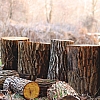 Sustainable Wood Options for Conscious Buyers