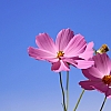 Landscaping: How Flowers Brighten Any Day, Rain or Shine